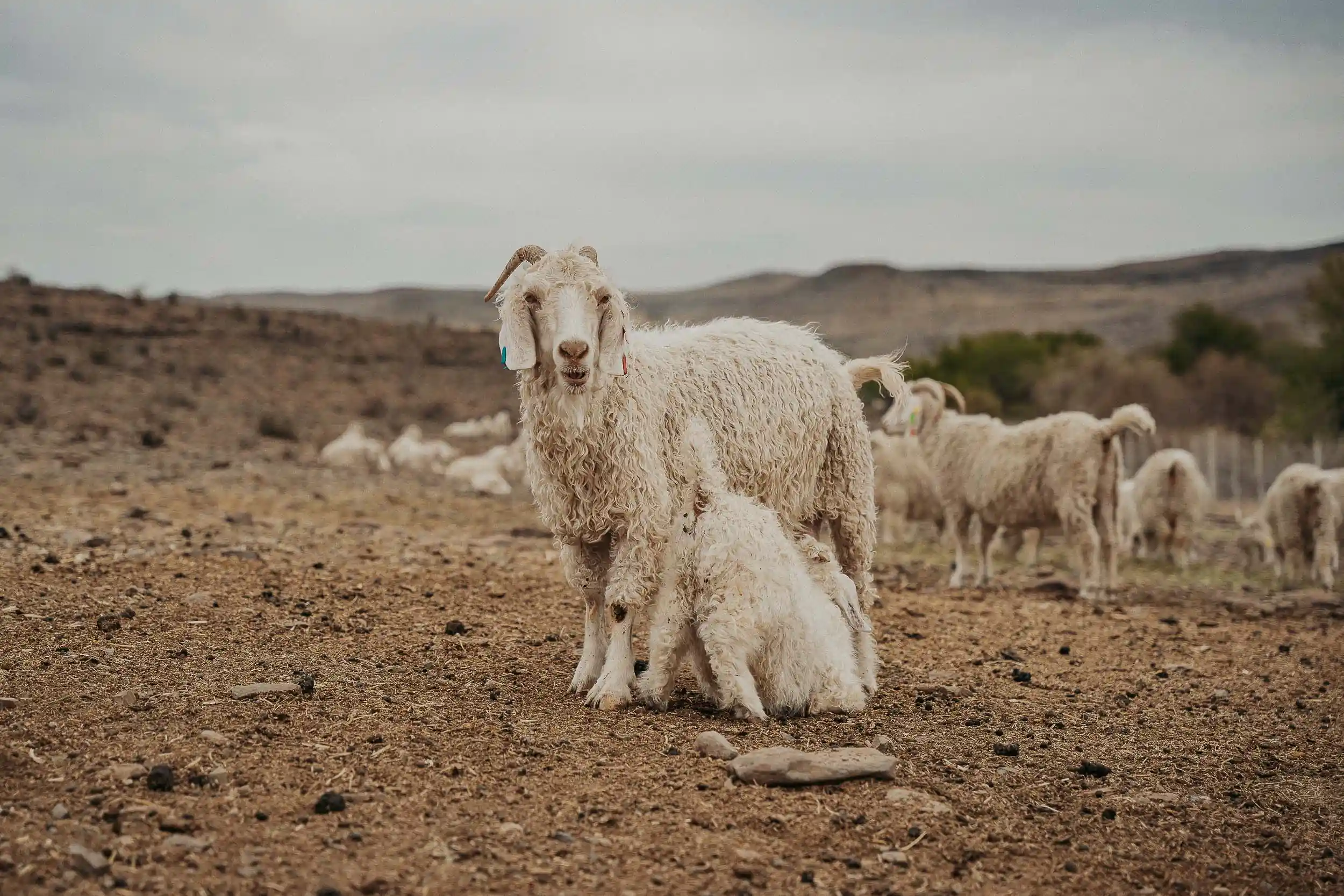 Angora Goat dettaglio