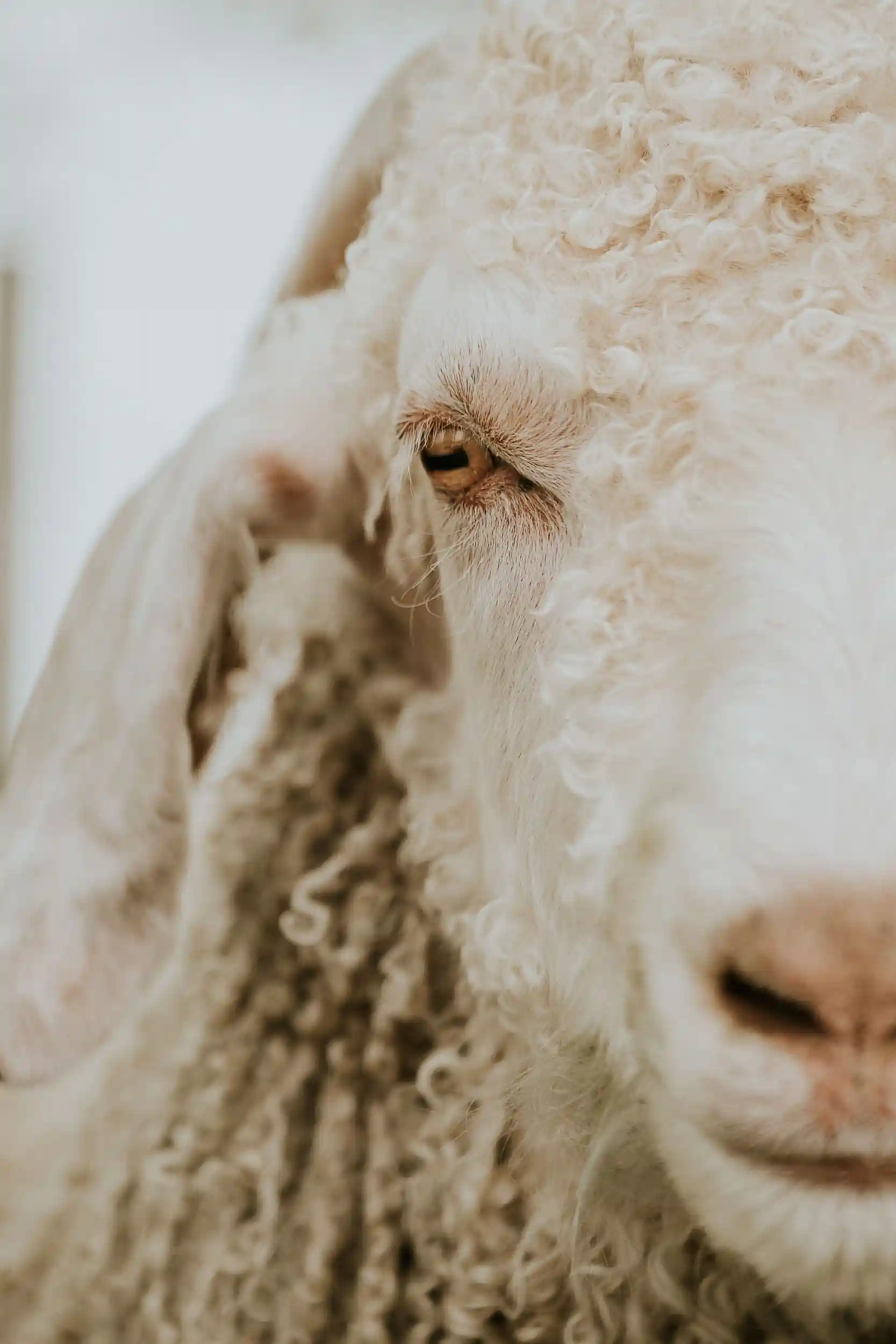 Ritratto capra Angora Goat, dettaglio occhio
