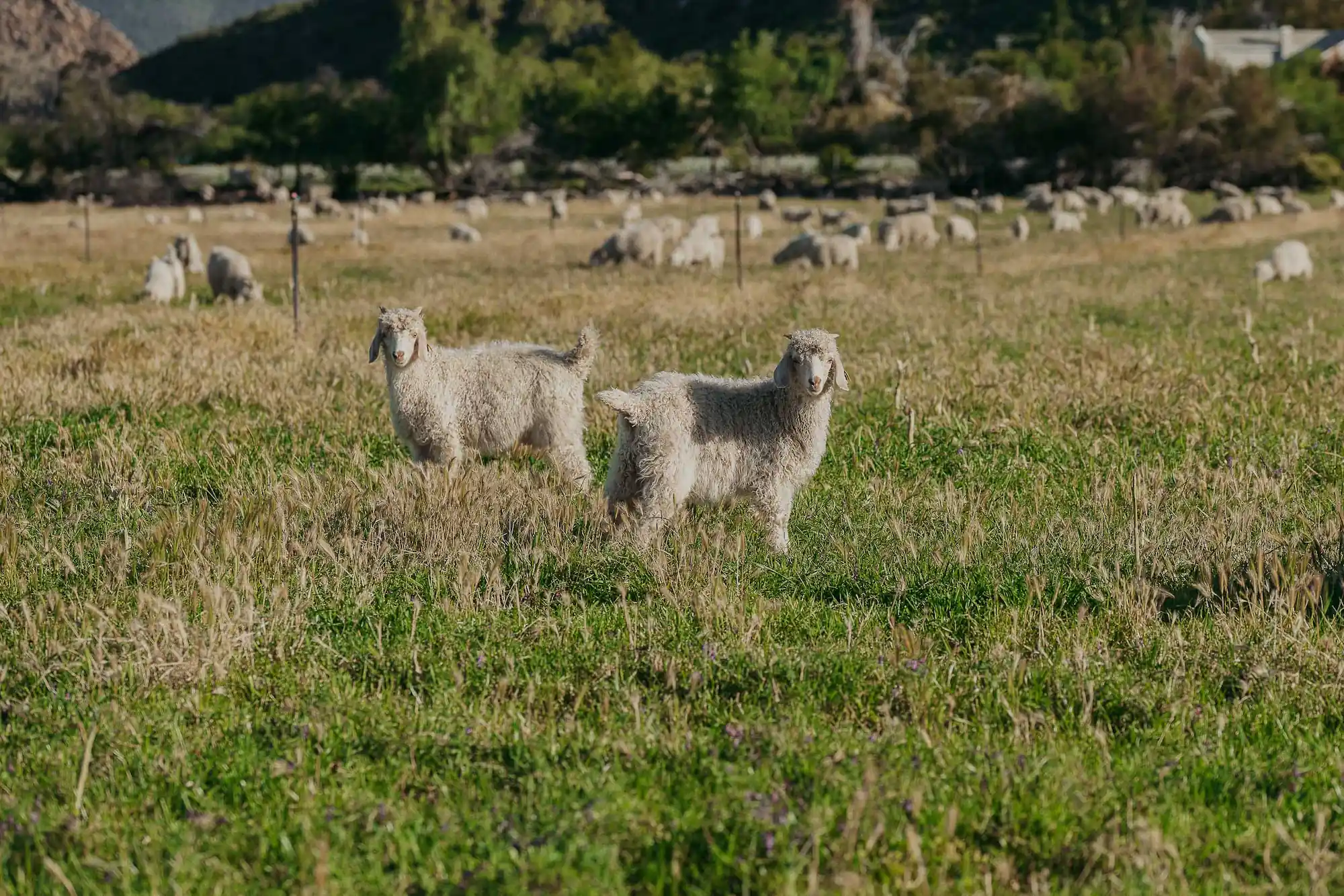 Angora Goat pascolo