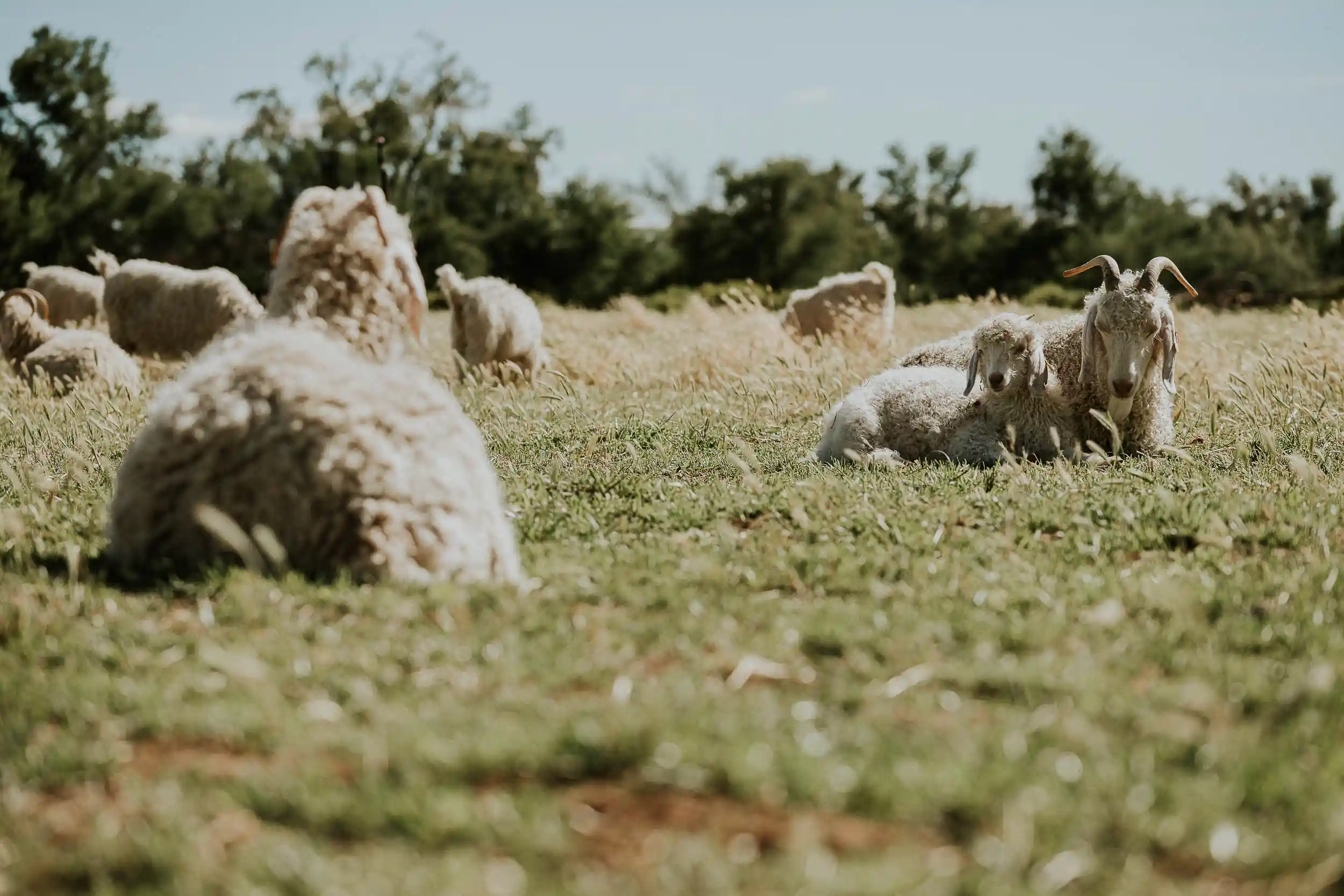 Goats al riposo