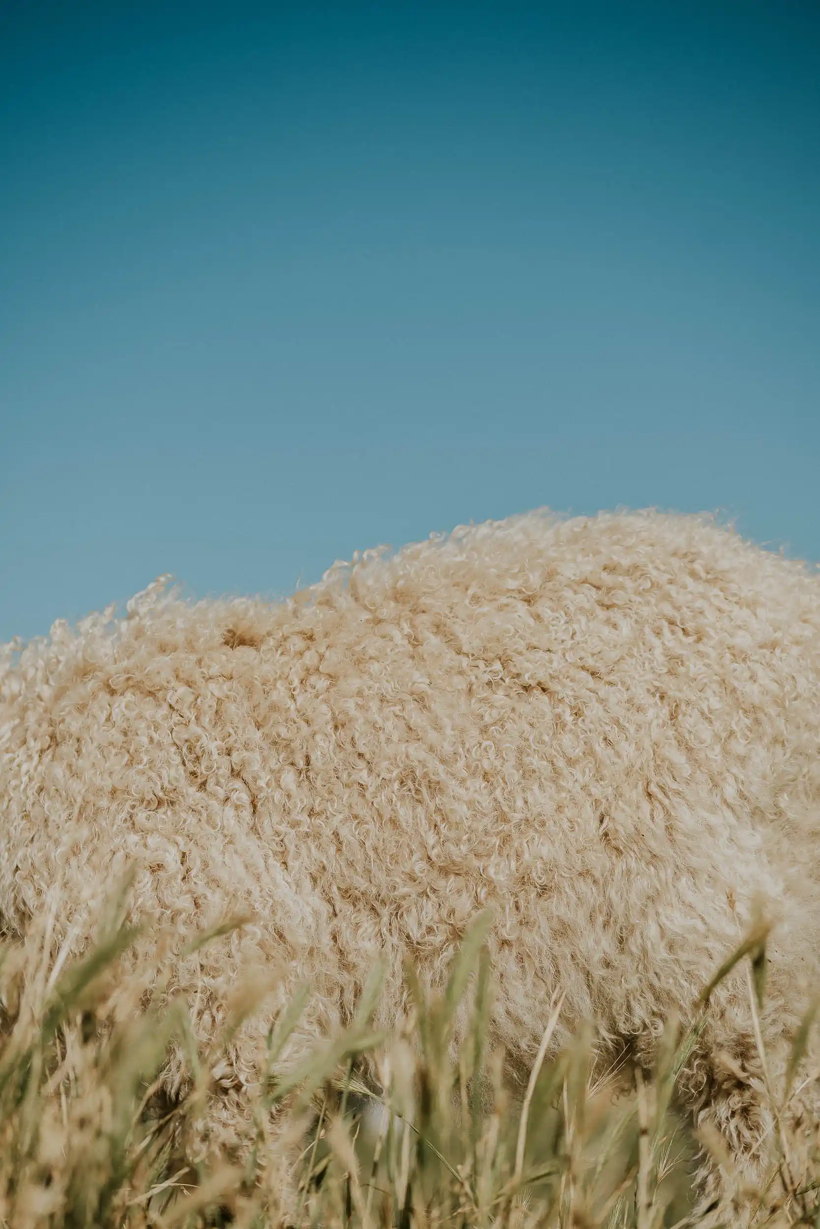 Angora Goat vello