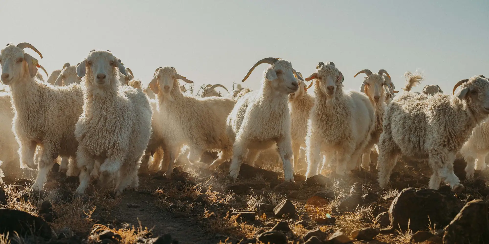 Dettaglio di una Angora Goat