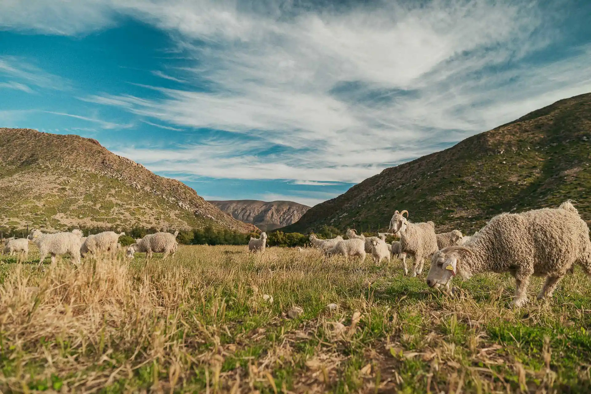 Goats ai piedi delle montagne