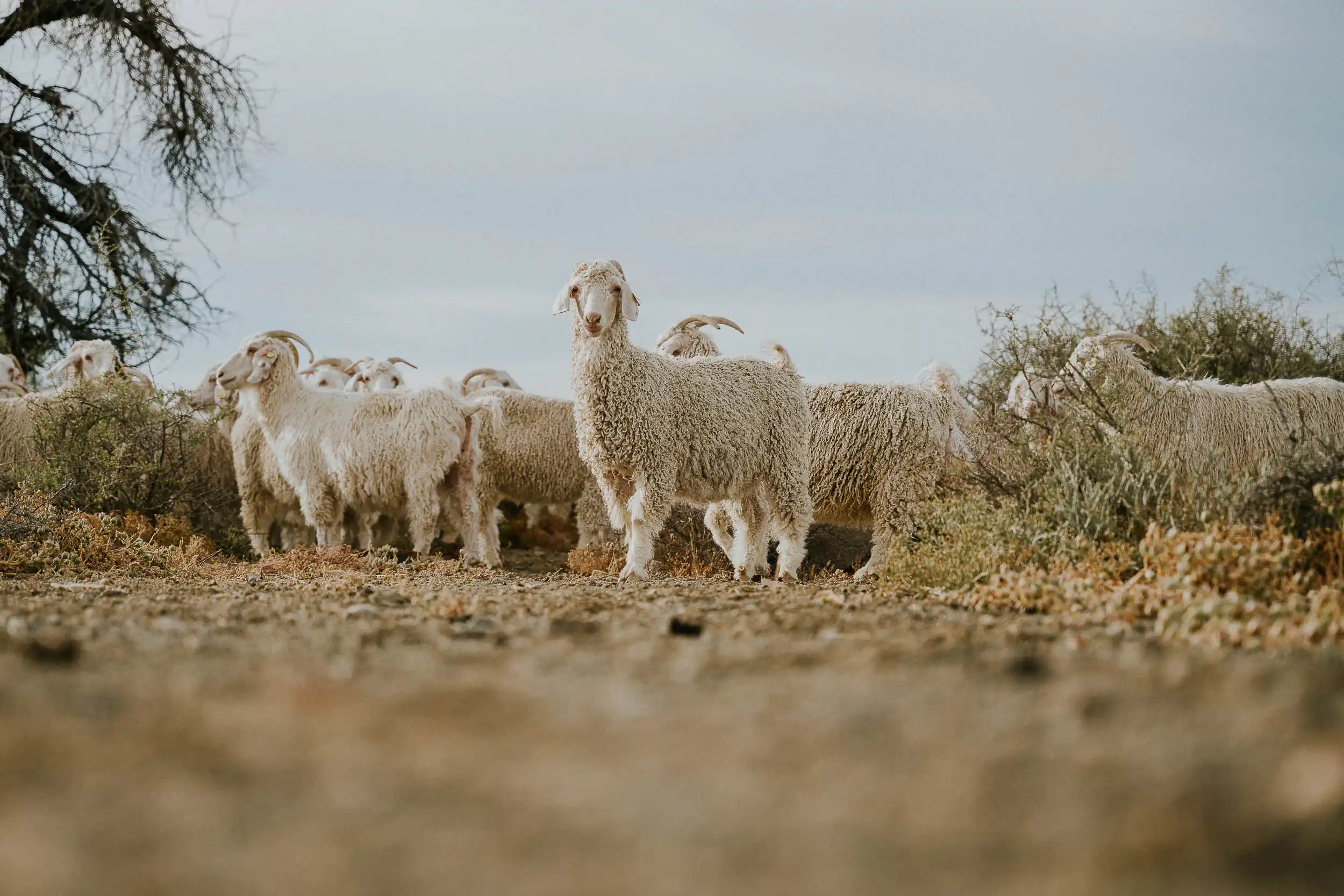 Angora Goats nel deserto del Karoo