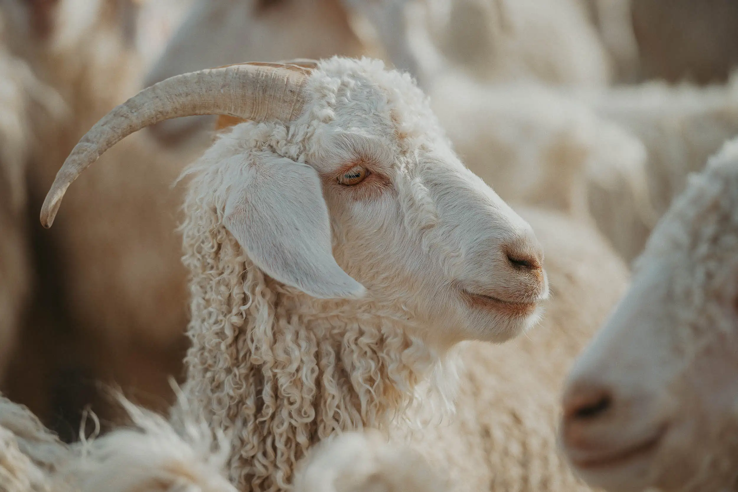 Angora Goat primo piano