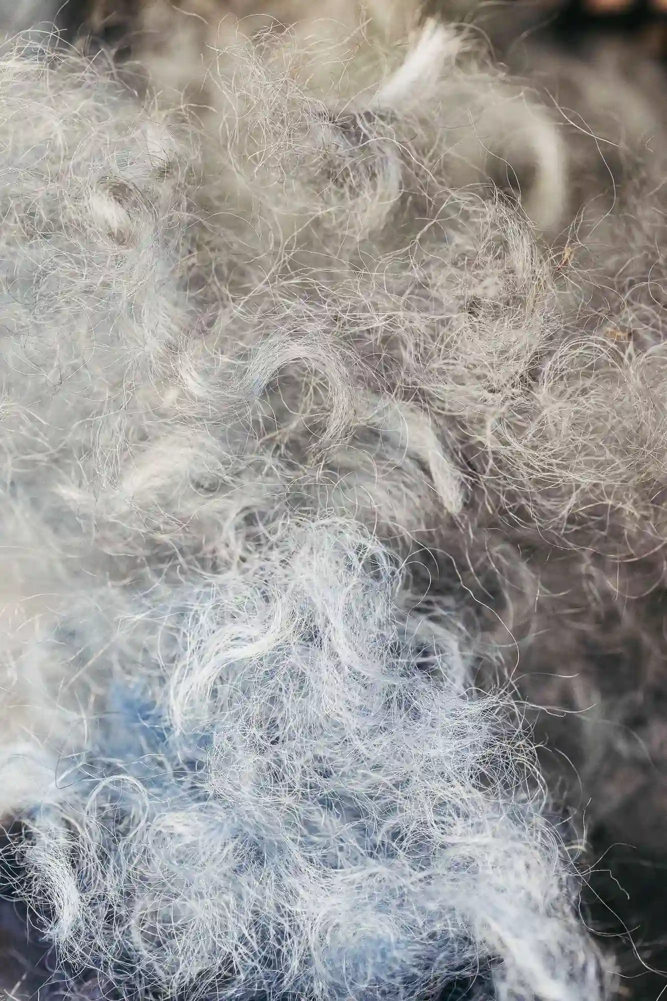 Mohair grezzo azzurro